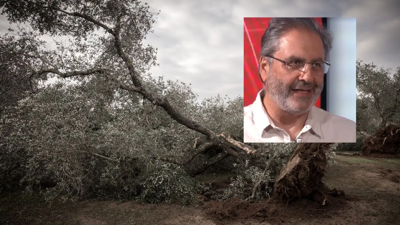 La Xylella è arrivata anche in Calabria, lotta contro il tempo per salvare 25 milioni di ulivi:\u00A0«Bisogna agire subito»\n