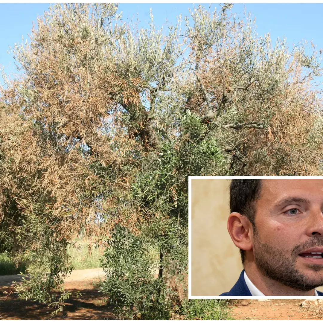 <p><span style=\"color:hsl(0, 75%, 60%);\">Xylella a Taurianova</span>, scatta il piano per fermare il focolaio nella Piana</p>