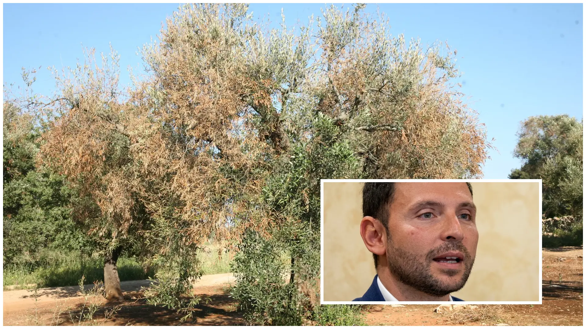 <p><span style=\"color:hsl(0, 75%, 60%);\">Xylella a Taurianova</span>, scatta il piano per fermare il focolaio nella Piana</p>