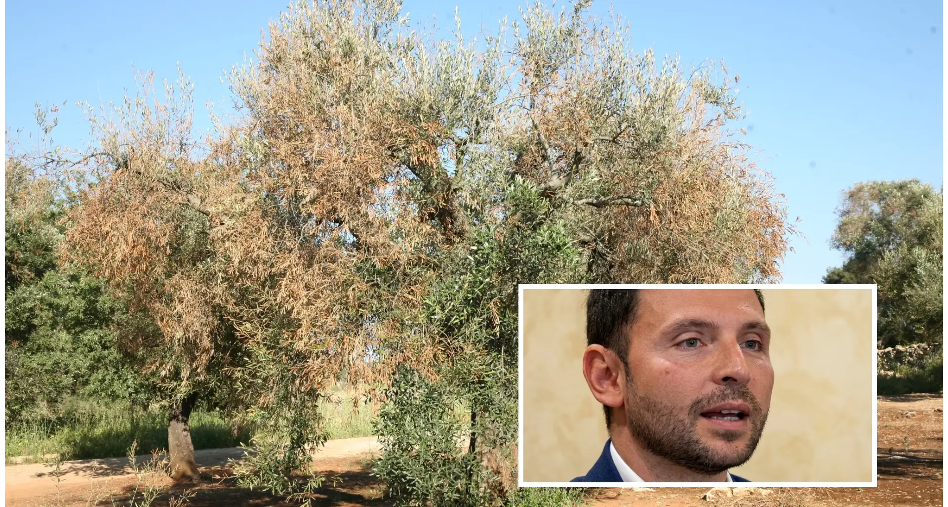 Xylella a Taurianova, scatta il piano per fermare il focolaio nella Piana\n