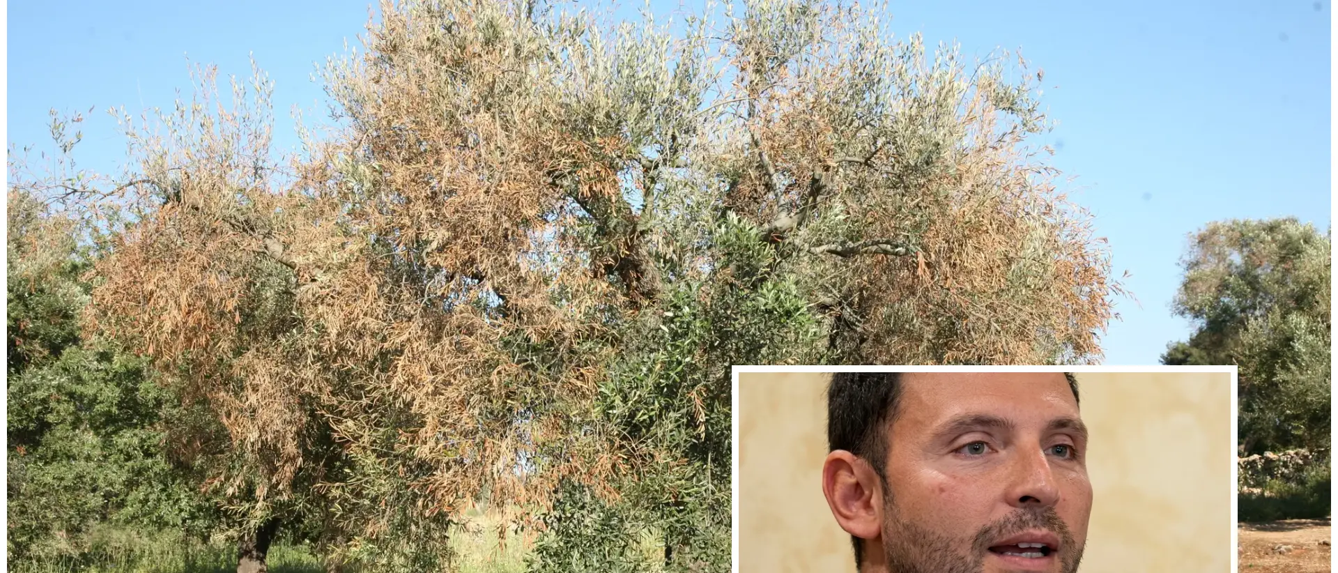 Xylella a Taurianova, scatta il piano per fermare il focolaio nella Piana\n
