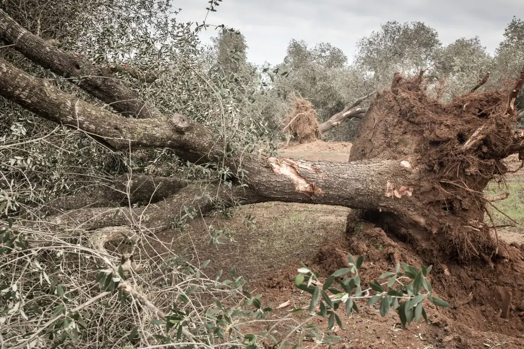La Xylella è arrivata anche in Calabria, lotta contro il tempo per salvare 25 milioni di ulivi:\u00A0«Bisogna agire subito»\n