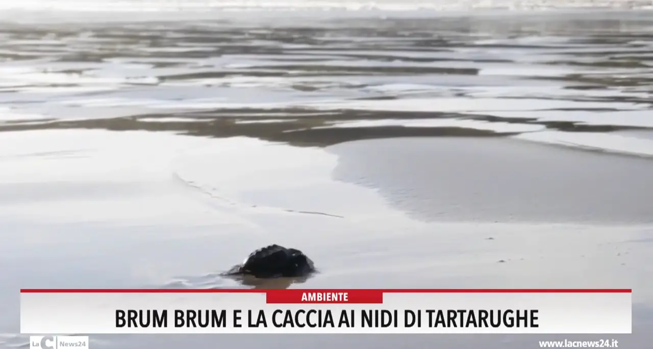 Brum brum e la caccia ai nidi di tartarughe