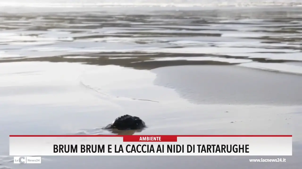 Brum brum e la caccia ai nidi di tartarughe