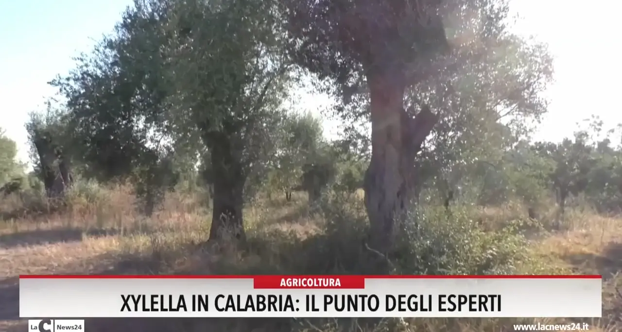 Xylella in Calabria: il punto degli esperti