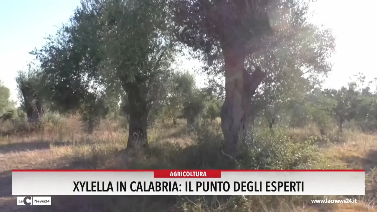 Xylella in Calabria: il punto degli esperti