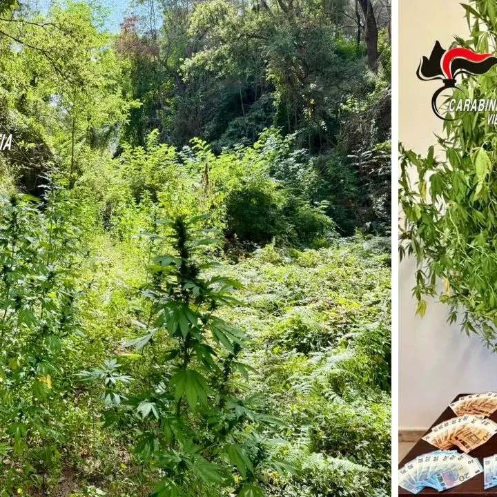 <p>Due piantagioni di cannabis scoperte nel Vibonese: due persone denunciate</p>