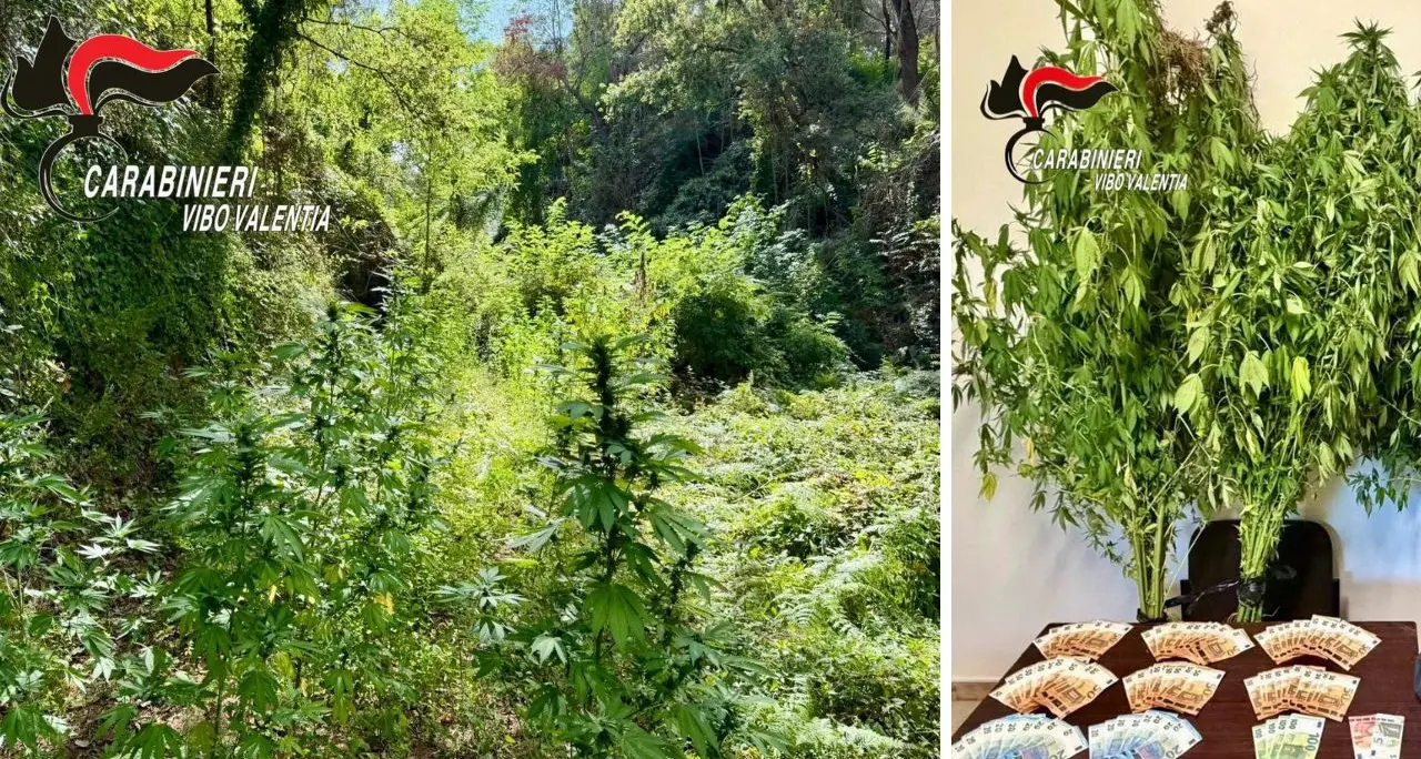 Due piantagioni di cannabis scoperte a Joppolo e Nardodipace: due persone denunciate