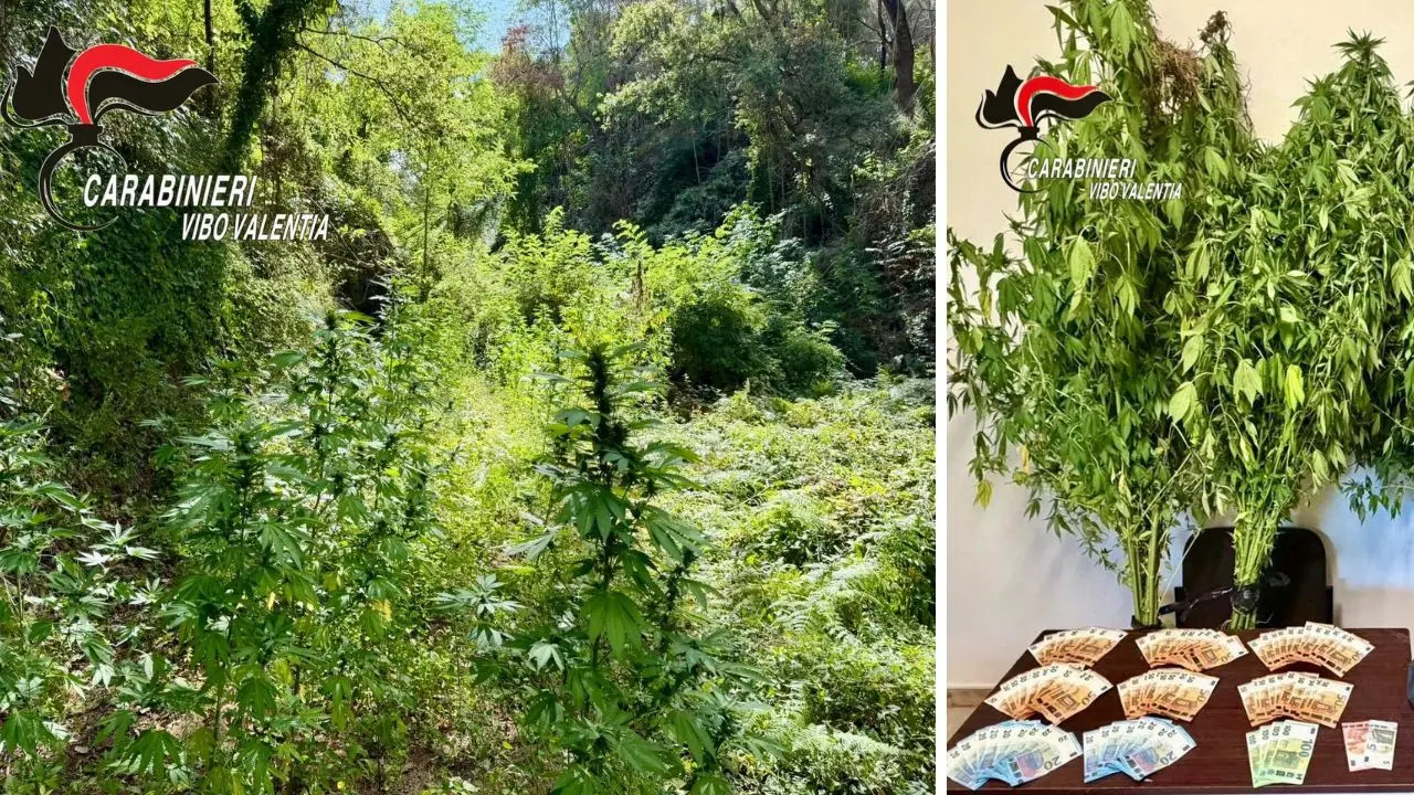 Due piantagioni di cannabis scoperte a Joppolo e Nardodipace: due persone denunciate