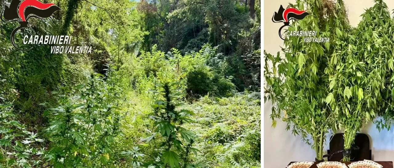 Due piantagioni di cannabis scoperte a Joppolo e Nardodipace: due persone denunciate