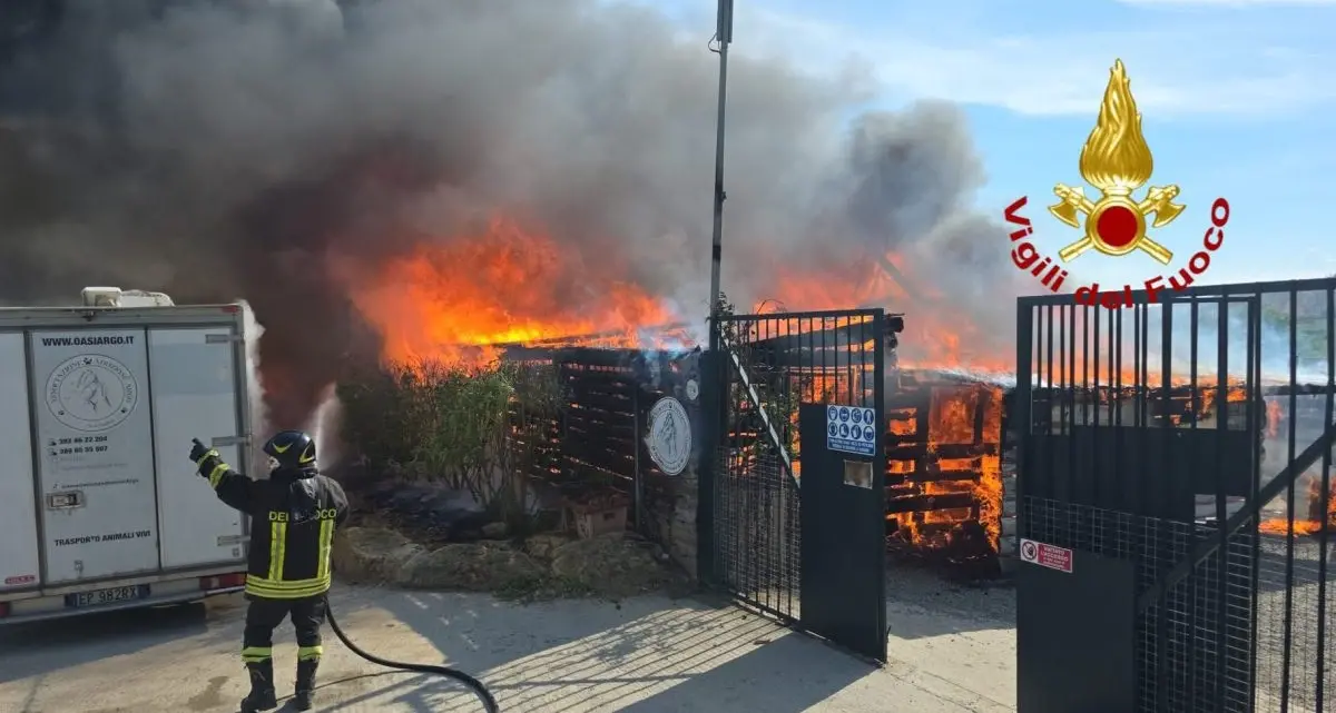 Incendio al rifugio Oasi Argo di Cirò Marina, l’associazione Leidaa accanto ai volontari: «Atto criminale contro chi tutela gli animali»\n