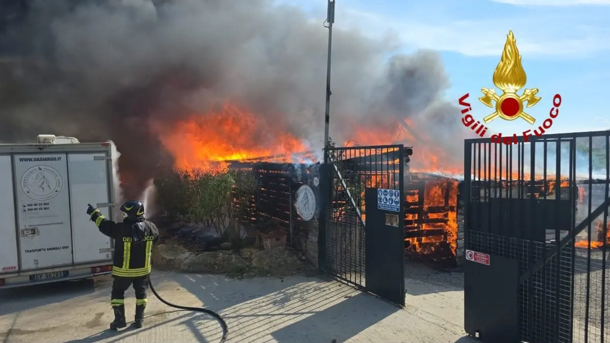 Incendio al rifugio Oasi Argo di Cirò Marina, l’associazione Leidaa accanto ai volontari: «Atto criminale contro chi tutela gli animali»\n