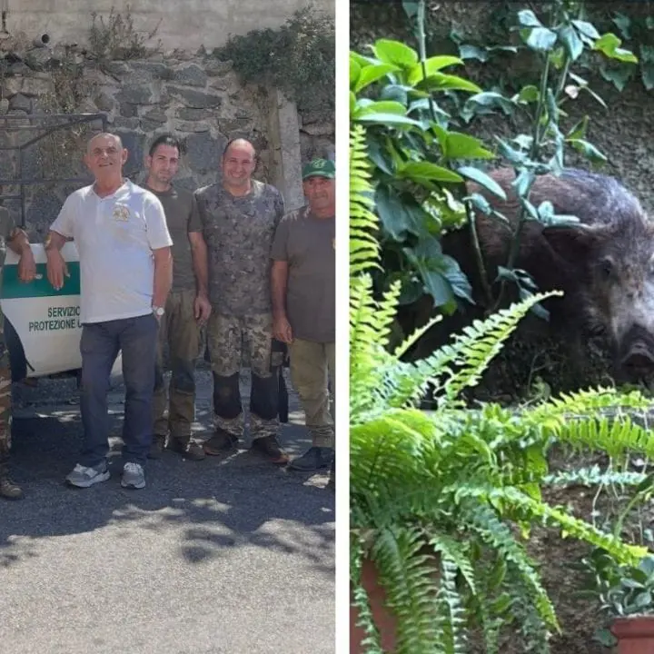 Cinghiale ferito si rifugia nel giardino a Palmi, il cacciatore lo salva: «Era indifeso»\n