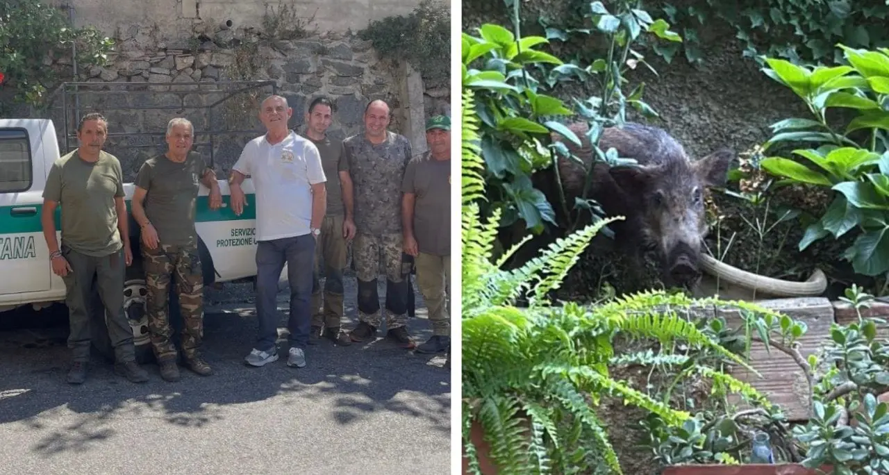 Cinghiale ferito si rifugia nel giardino a Palmi, il cacciatore lo salva: «Era indifeso»\n