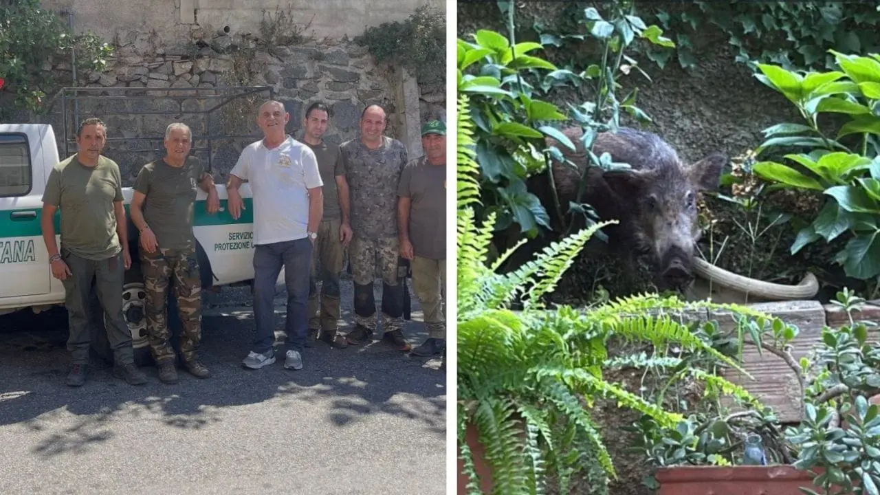 Cinghiale ferito si rifugia nel giardino a Palmi, il cacciatore lo salva: «Era indifeso»\n