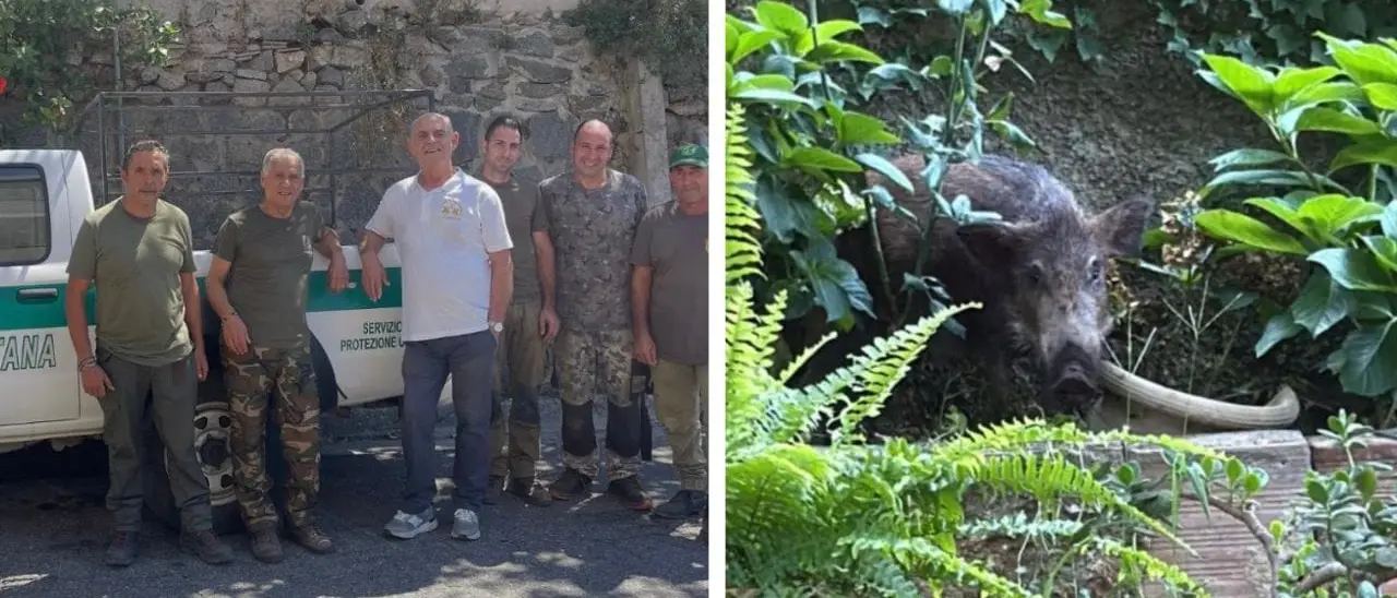 Cinghiale ferito si rifugia nel giardino a Palmi, il cacciatore lo salva: «Era indifeso»\n