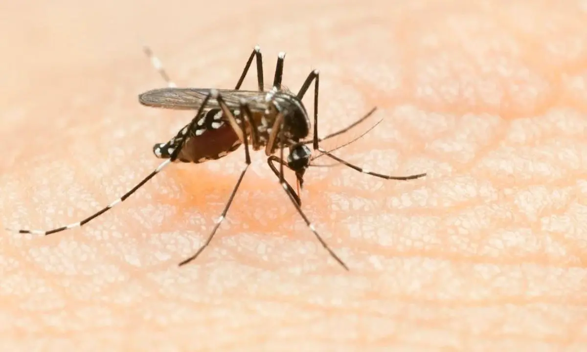 Lotta al virus \"West Nile\", disinfestazione notturna nella Zona Ovest: le vie interessate e le raccomandazioni alla cittadinanza\n
