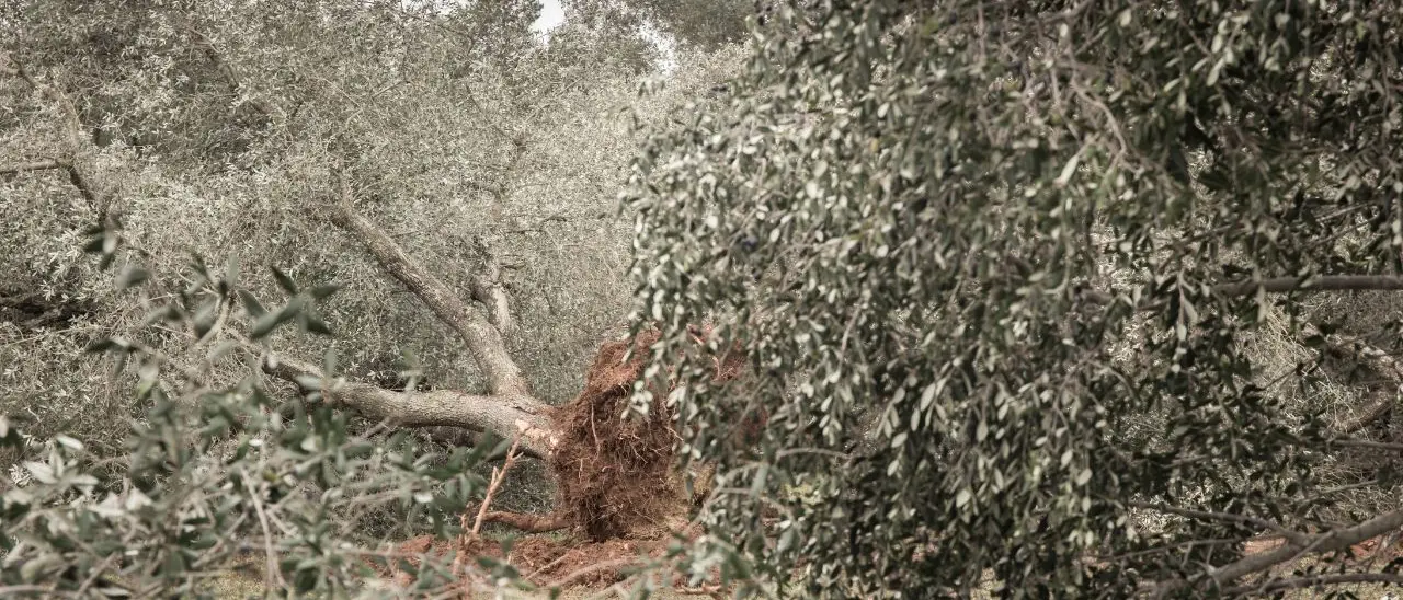 Xylella in Calabria, l’affondo di Barbuto: «Dalla Regione solo 300mila euro per 25 milioni di ulivi a rischio»\n