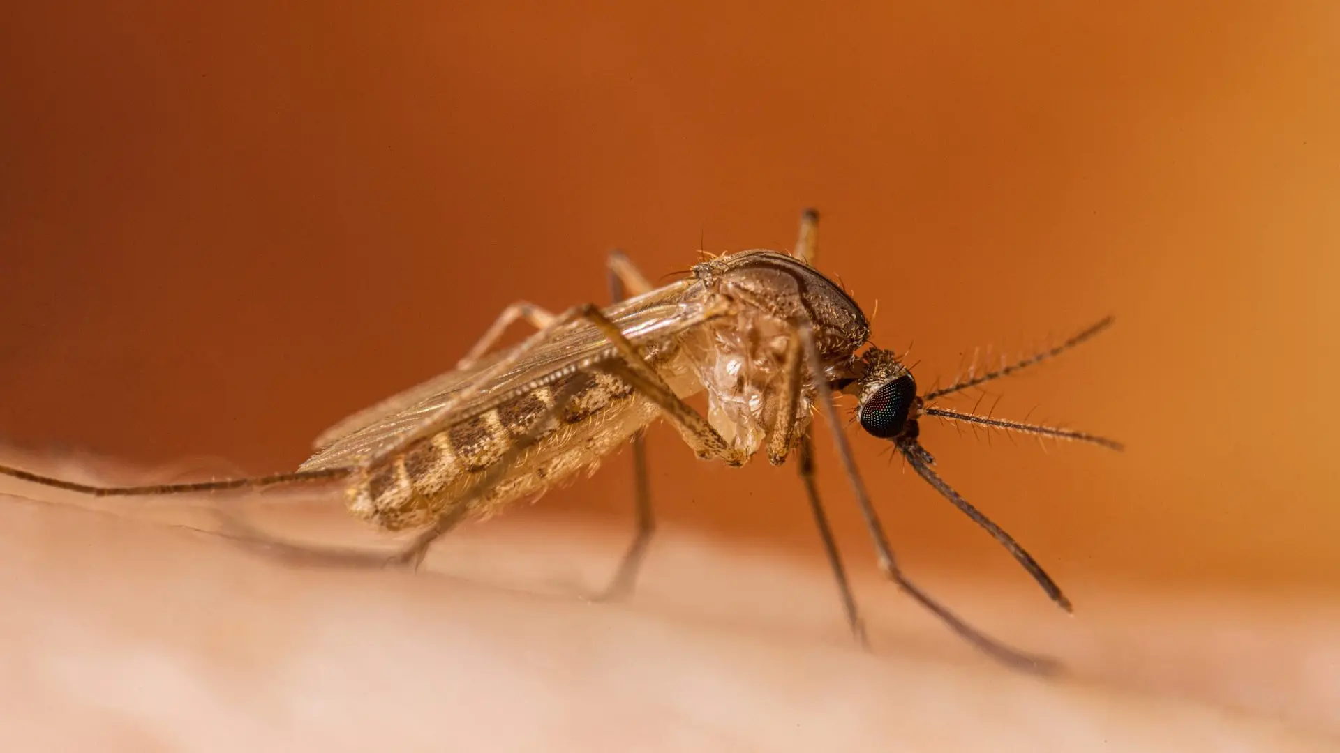 Lotta al West Nile, disinfestazione notturna: le vie interessate e le raccomandazioni alla cittadinanza\n