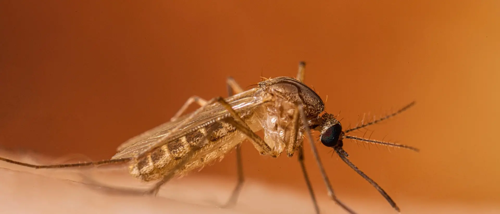 Lotta al West Nile, disinfestazione notturna: le vie interessate e le raccomandazioni alla cittadinanza\n