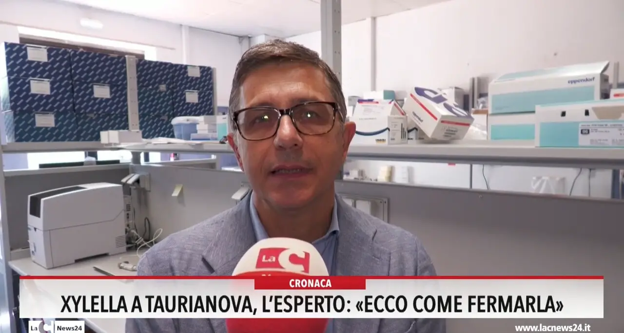 Xylella a Taurianova, l'esperto: «Ecco come fermarla»