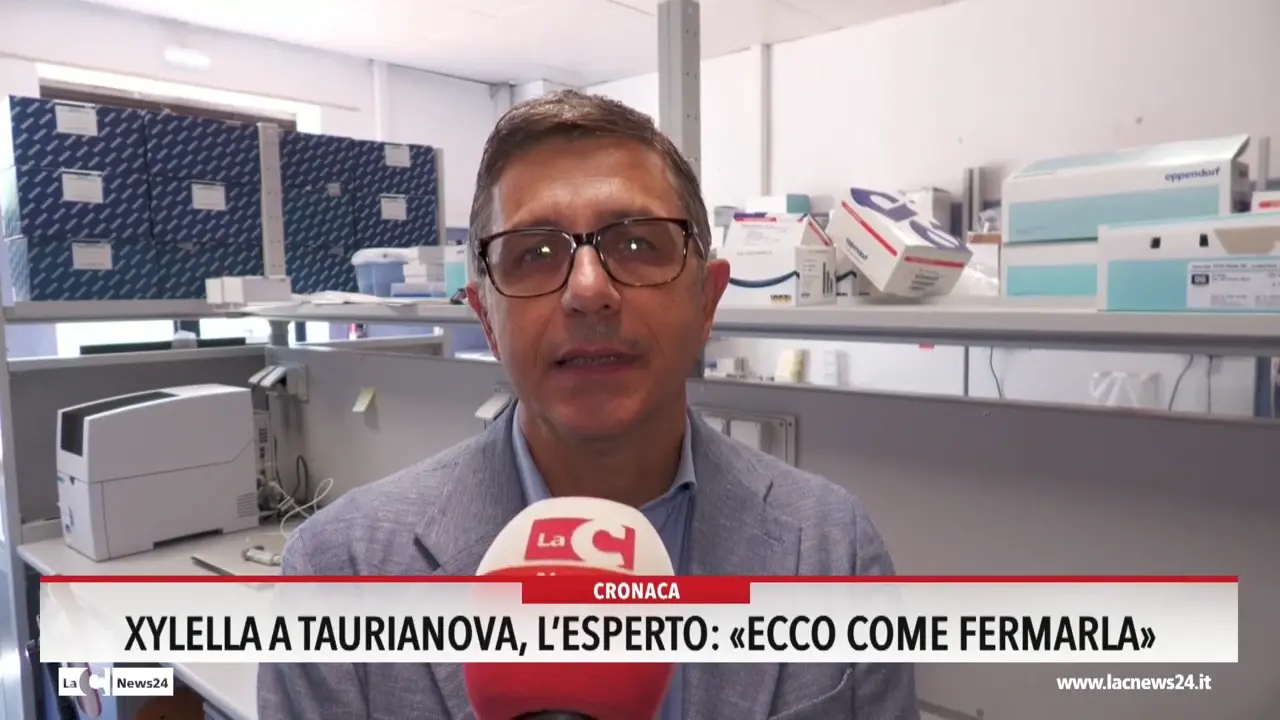 Xylella a Taurianova, l'esperto: «Ecco come fermarla»