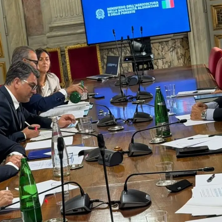 Olio, il Mezzogiorno cerca una risposta alla crisi di liquidità: al Masaf il confronto tra Governo e Regioni\n