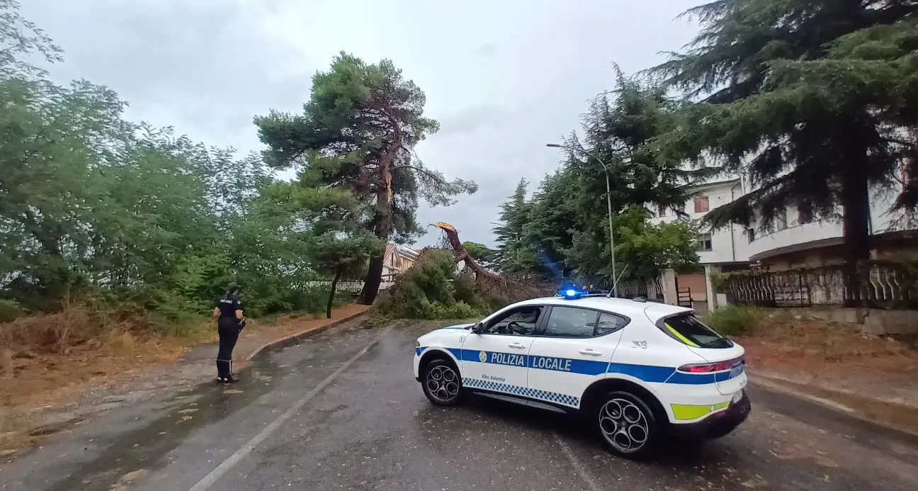 <p>Primo temporale e Vibo va in tilt: alberi abbattuti e in Viale della Pace tragedia sfiorata</p>