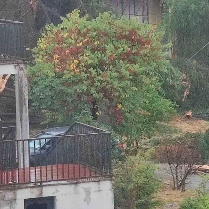 Cosenza, fulmine disintegra un pino nel cortile della scuola di via Giulia\n