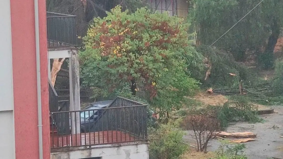<p>Pino colpito da un fulmine nella scuola di via Giulia a Cosenza</p>\\n