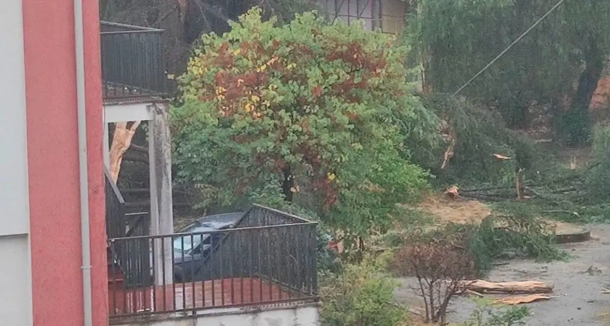 Cosenza, fulmine disintegra un pino nel cortile della scuola di via Giulia\n