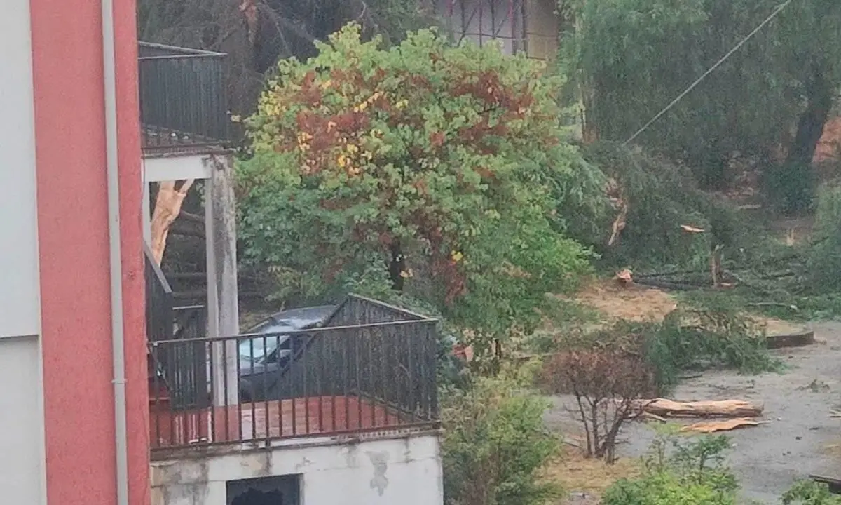Cosenza, fulmine disintegra un pino nel cortile della scuola di via Giulia\n