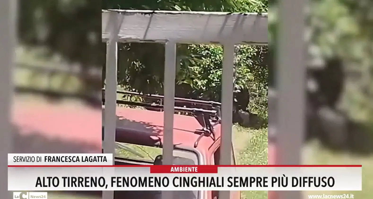 Alto tirreno, fenomeno cinghiali sempre più diffuso