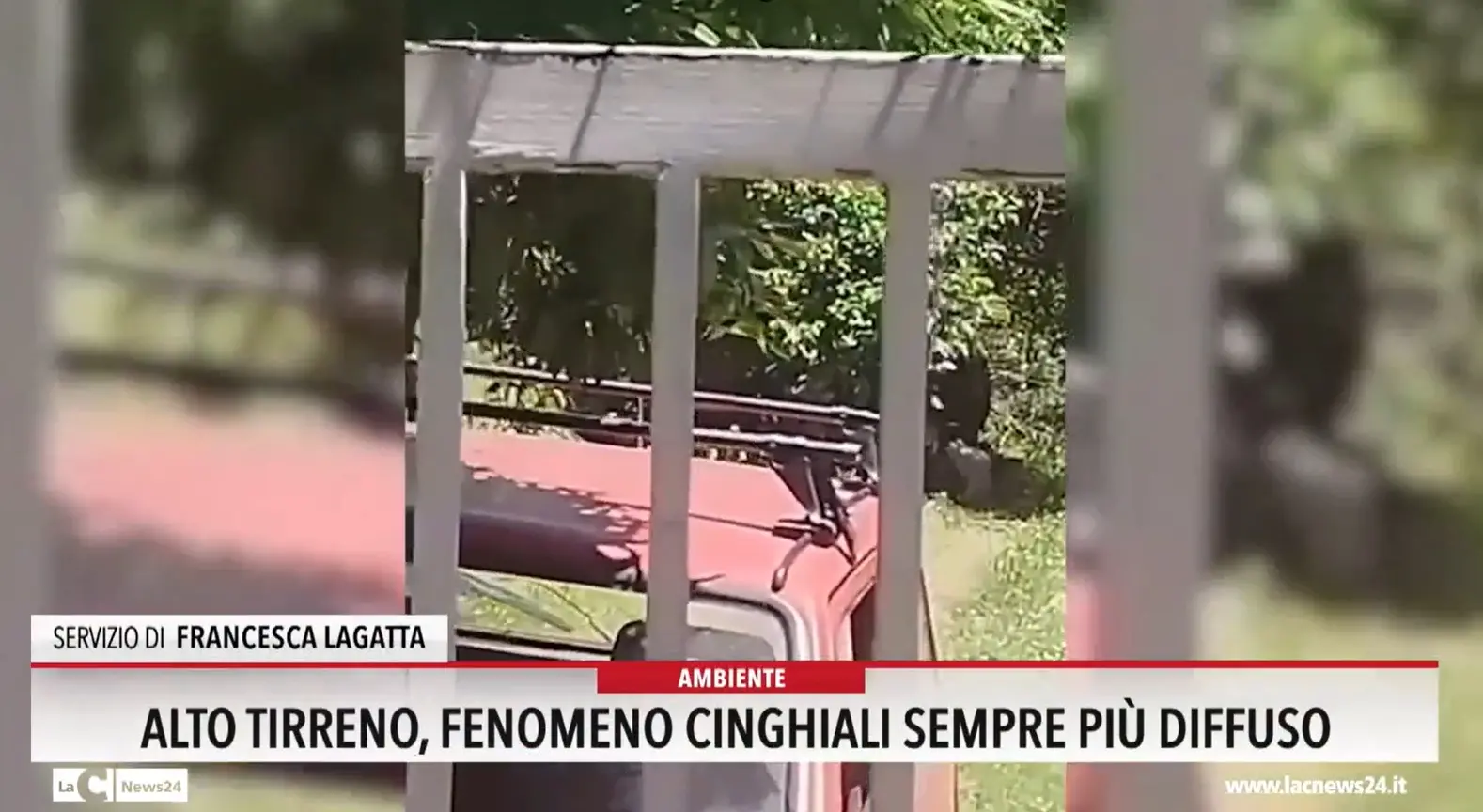 Alto tirreno, fenomeno cinghiali sempre più diffuso