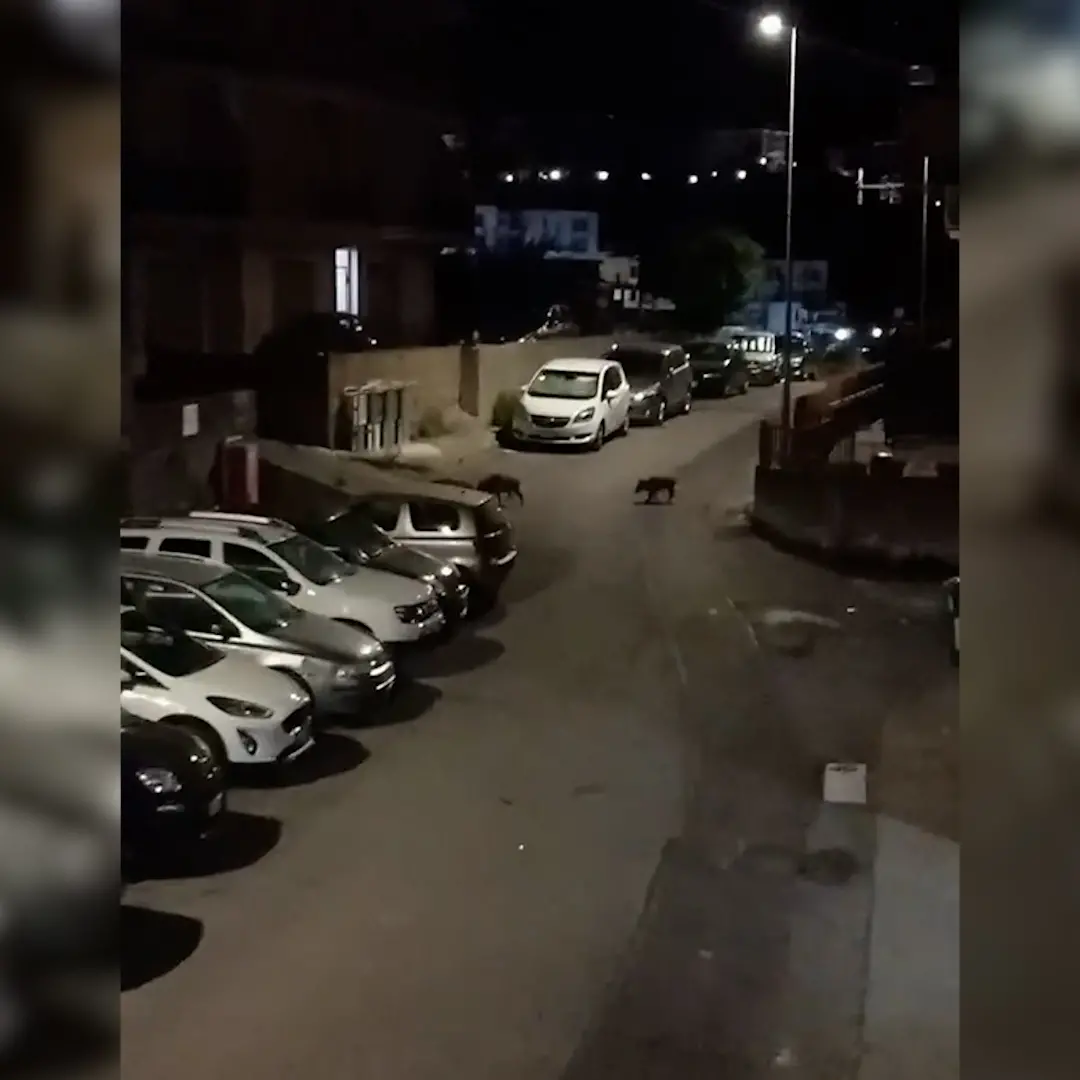 Cinghiali nei centri abitati della Riviera dei Cedri, crescono avvistamenti e timori\n