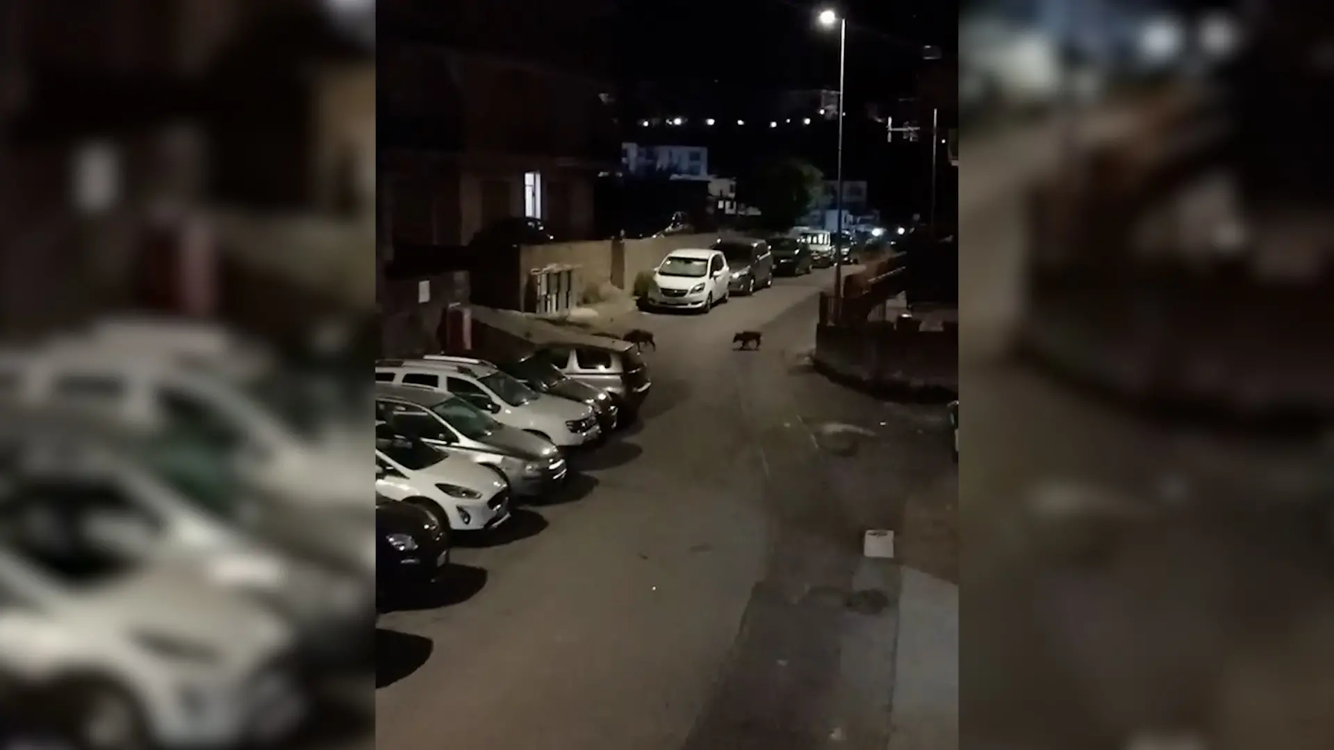 <p>Cinghiale avvistato lungo una strada della Riviera dei Cedri</p>\\n
