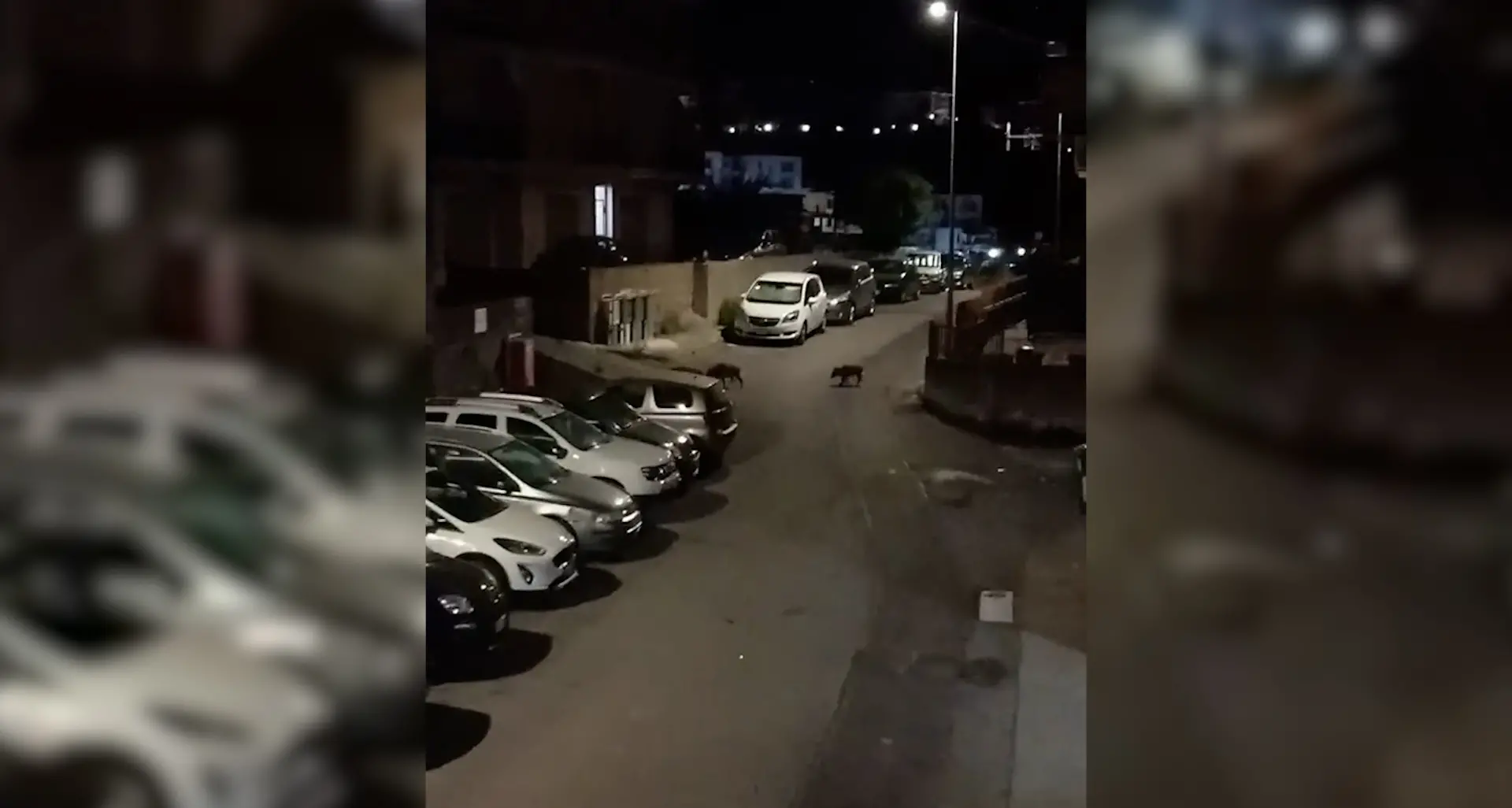Cinghiali nei centri abitati della Riviera dei Cedri, crescono avvistamenti e timori\n