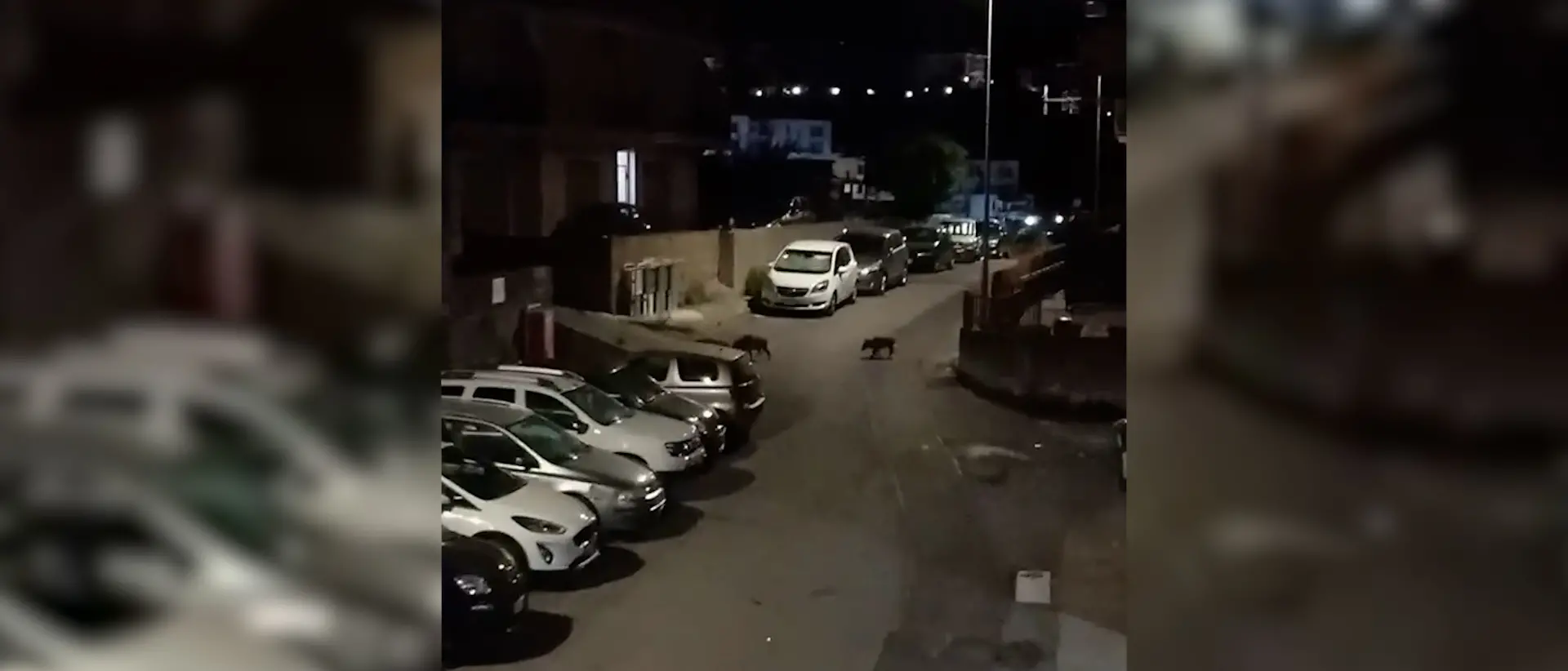 Cinghiali nei centri abitati della Riviera dei Cedri, crescono avvistamenti e timori\n