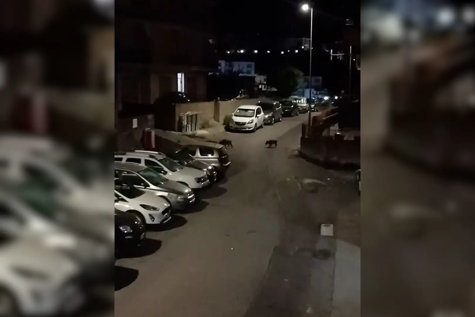Cinghiali nei centri abitati della Riviera dei Cedri, crescono avvistamenti e timori\n
