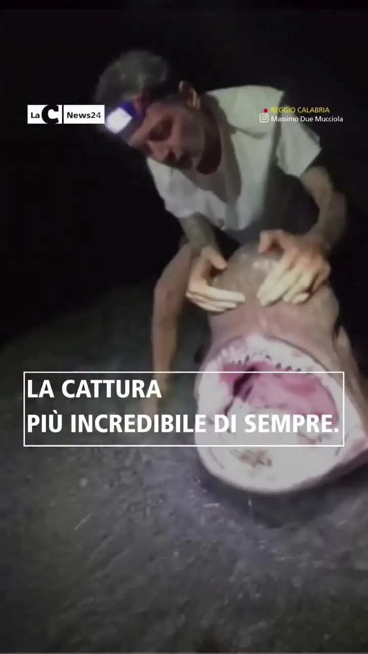 A Reggio pescato e subito rilasciato uno squalo di circa 3 metri e quasi 200 chili