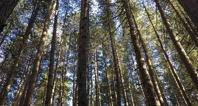 La Foresta Incantata della Sila dove gli alberi curano: il sentiero del benessere che insegna di nuovo a respirare