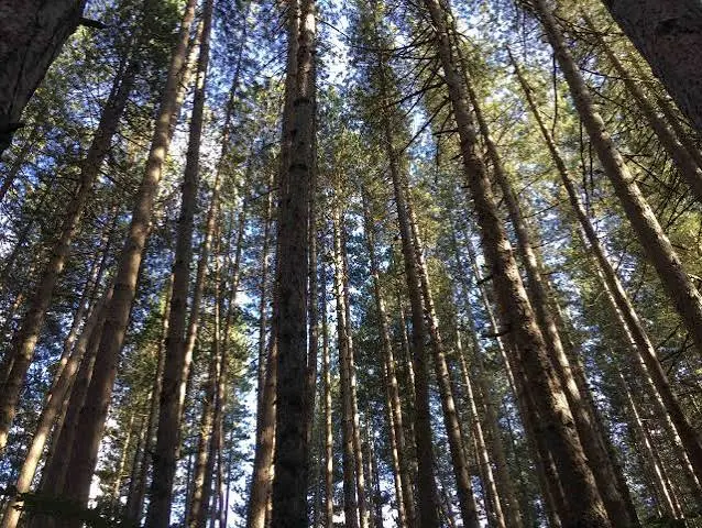 La Foresta Incantata della Sila dove gli alberi curano: il sentiero del benessere che insegna di nuovo a respirare