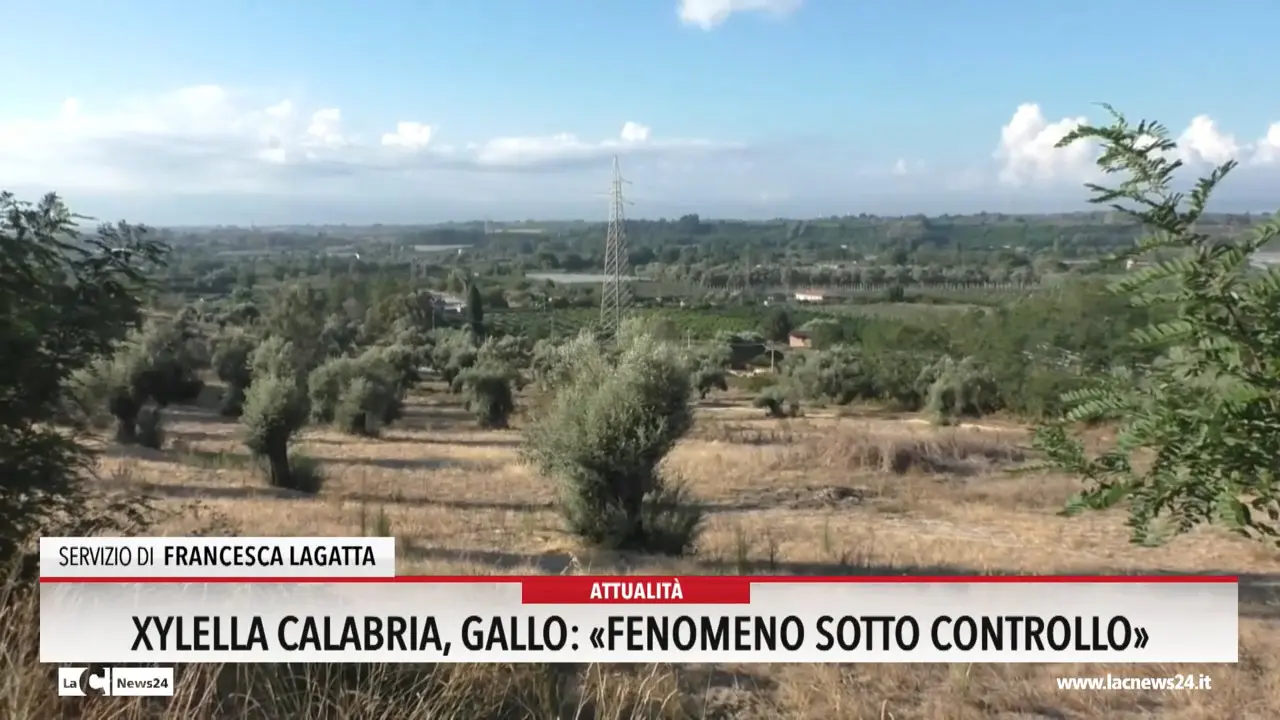 Xylella Calabria, Gallo: «Fenomeno sotto controllo»