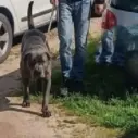 Cane tenuto da anni in un garage a Corigliano Rossano, scatta la denuncia alla Procura\n
