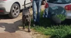 Cane tenuto da anni in un garage a Corigliano Rossano, scatta la denuncia alla Procura\n