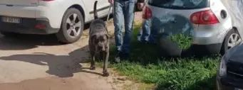 Cane tenuto da anni in un garage a Corigliano Rossano, scatta la denuncia alla Procura\n