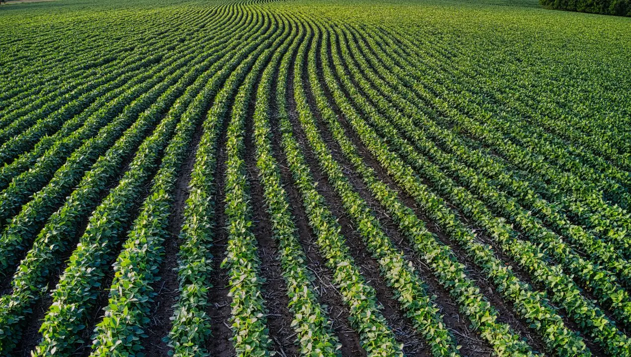 Agricoltura, Gallo: «42,5 milioni di euro alle imprese calabresi con pagamenti anticipati e tempi più veloci»\n