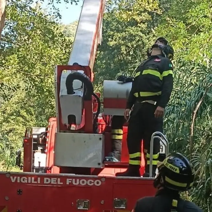 Decolla da monte Cocuzzo con il parapendio e rimane bloccato su un albero a Fiumefreddo Bruzio: salvato dai vigili del fuoco | VIDEO\n