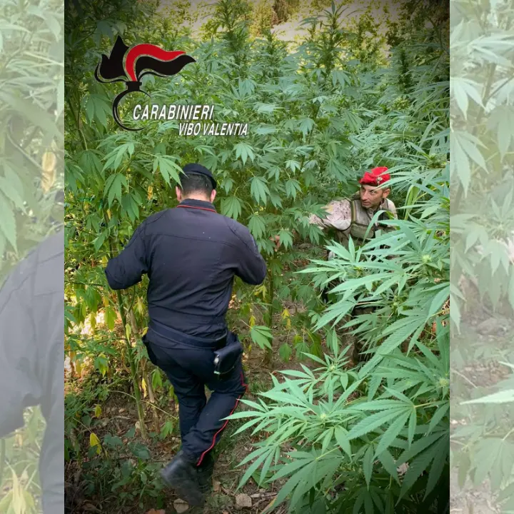 Maxi piantagione di cannabis nelle campagne di Nardodipace: sequestrate e distrutte 476 piante\n