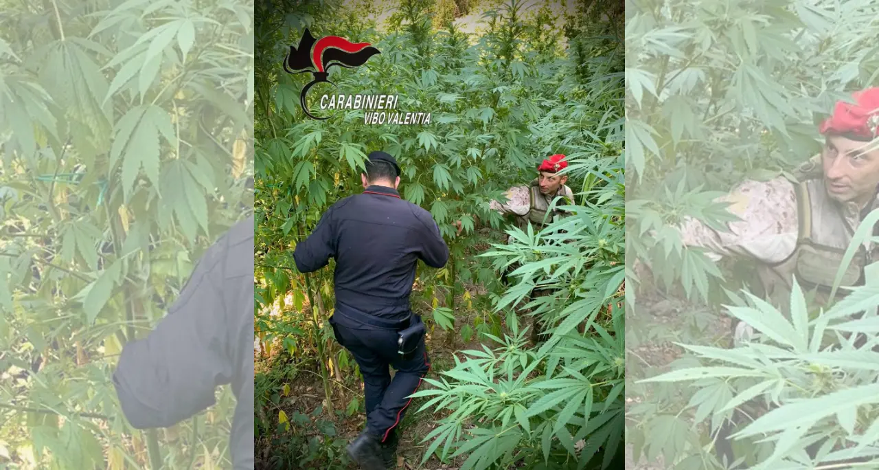 Maxi piantagione di cannabis nelle campagne di Nardodipace: sequestrate e distrutte 476 piante\n